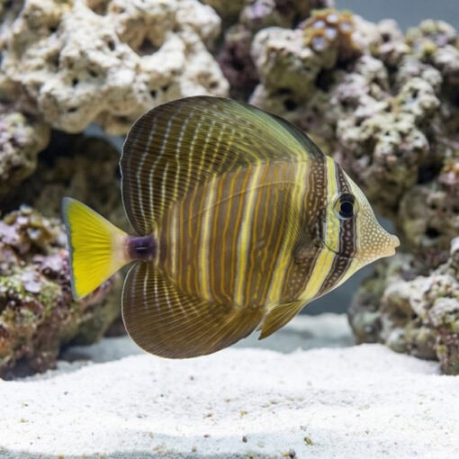 Sailfin Tang