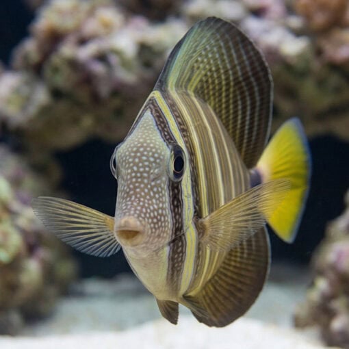 Sailfin Tang - Image 2
