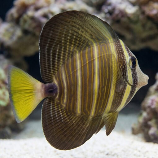 Sailfin Tang - Image 3
