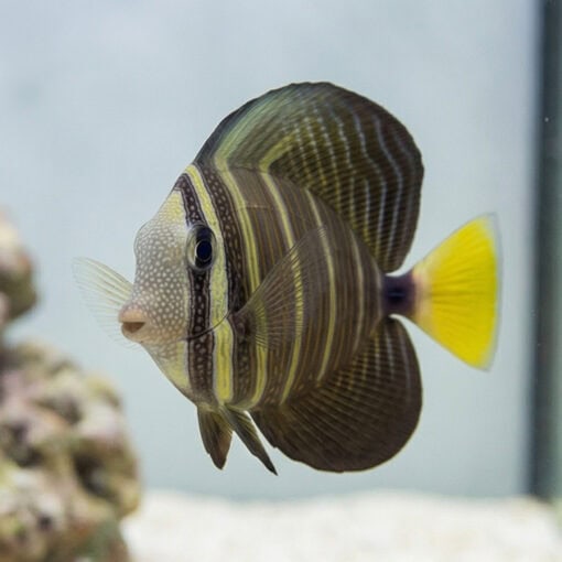 Sailfin Tang - Image 4