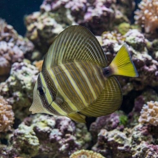 Sailfin Tang - Image 5