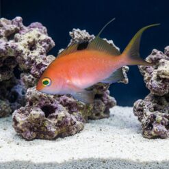 Sakura Anthias