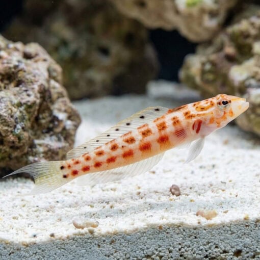 U Mark Sandperch - Image 3