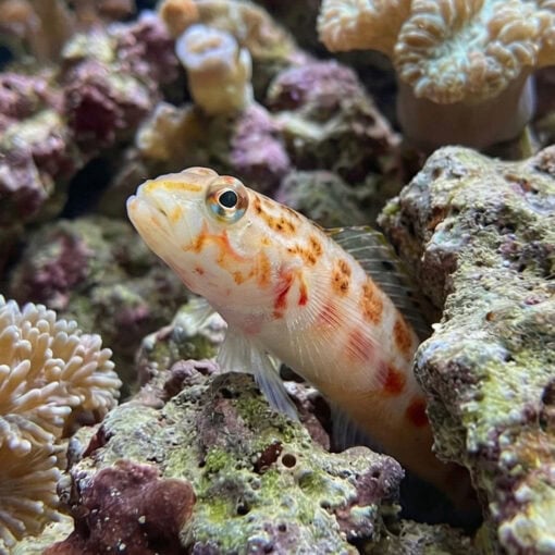 U Mark Sandperch - Image 5