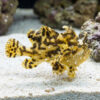 Sargassum Angler