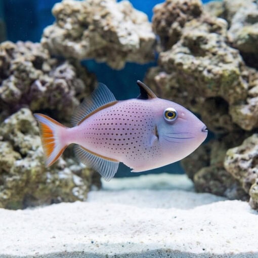 Sargassum Trigger - Image 3