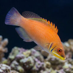 Scarlet Pin Stripe Wrasse