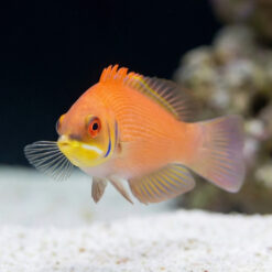 Alternative view of Scarlet Pin Stripe Wrasse