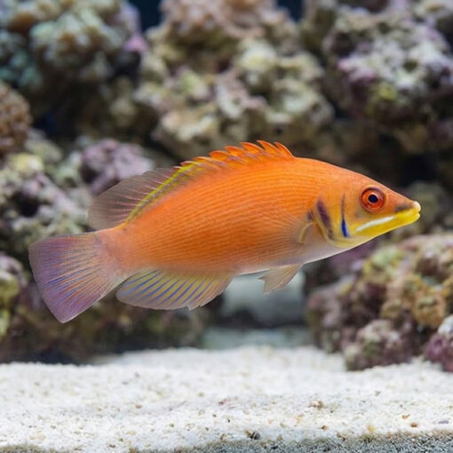 Scarlet Pin Stripe Wrasse - Image 3
