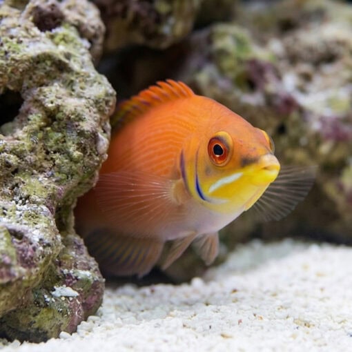 Scarlet Pin Stripe Wrasse - Image 4