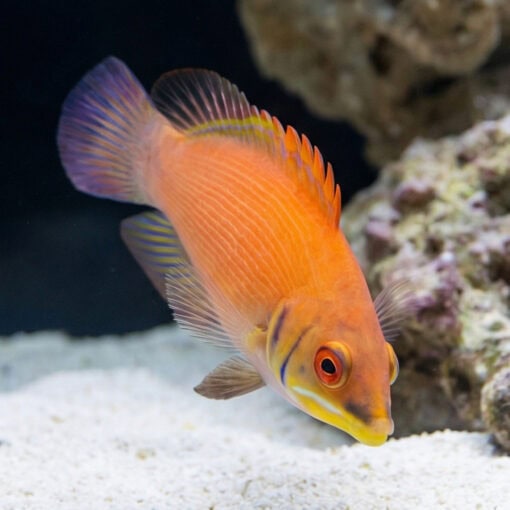 Scarlet Pin Stripe Wrasse - Image 5