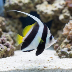 Schooling Bannerfish Diphreutes Butterfly