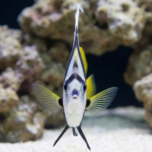 Schooling Bannerfish Diphreutes Butterfly - Image 2