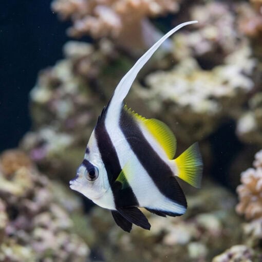 Schooling Bannerfish Diphreutes Butterfly - Image 3