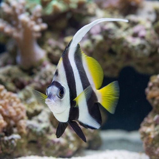 Schooling Bannerfish Diphreutes Butterfly - Image 4