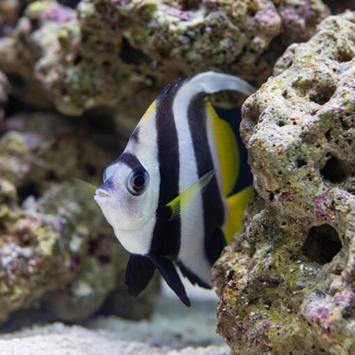 Schooling Bannerfish Diphreutes Butterfly - Image 5