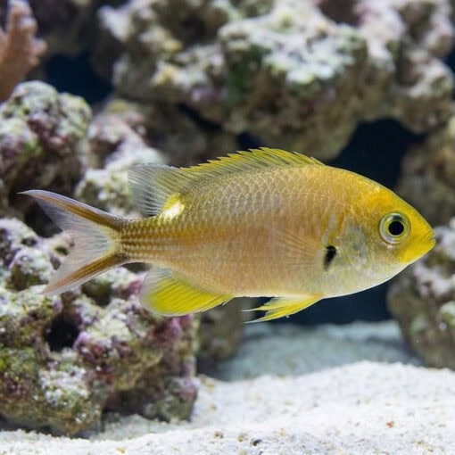 Scissortail Damsel - Image 3
