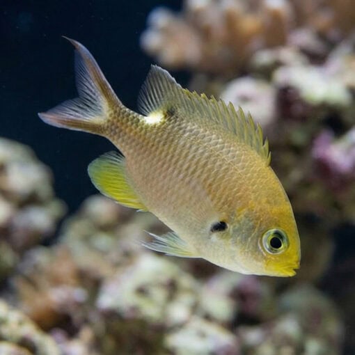 Scissortail Damsel