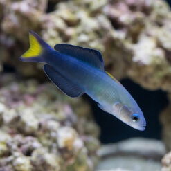 Scissortail Goby