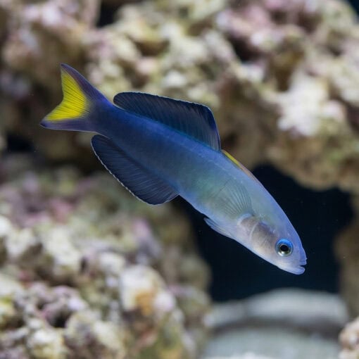 Scissortail Goby