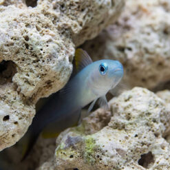 Alternative view of Scissortail Goby