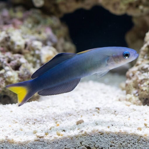 Scissortail Goby - Image 3