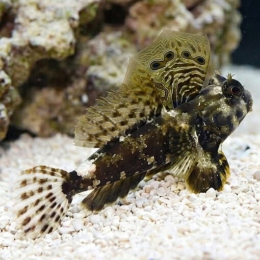 Scooter Blenny