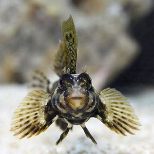 Scooter Blenny - Image 2