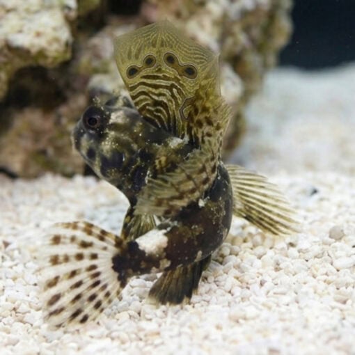 Scooter Blenny - Image 3