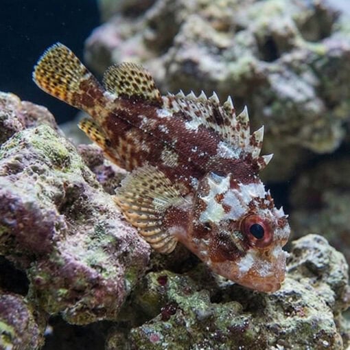 Scorpion Fish