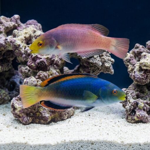 Scott's Fairy Wrasse