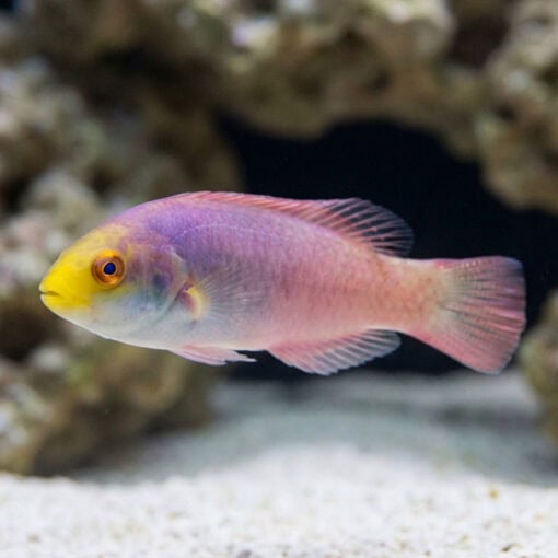 Scott's Fairy Wrasse - Image 4