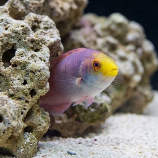 Scott's Fairy Wrasse - Image 5