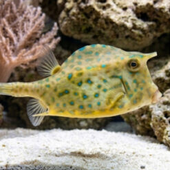 Scrawled Blue Spot Cowfish