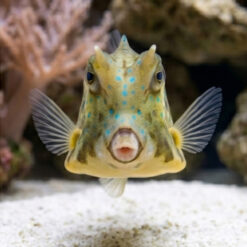 Alternative view of Scrawled Blue Spot Cowfish