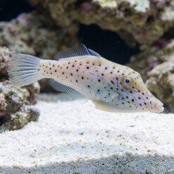 Scrawled Filefish
