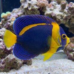 Scribbled Angelfish (Chaetodontoplus duboulayi) side profile showing vivid blue line markings, yellow fins, and dark body near reef rocks