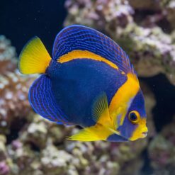 Scribbled Angelfish (Chaetodontoplus duboulayi) juvenile displaying vivid blue line markings, yellow fins, swimming near coral reef