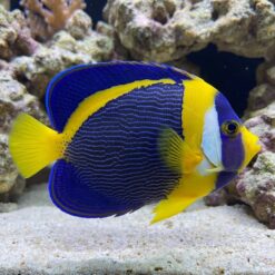 Scribbled Angelfish (Chaetodontoplus duboulayi) adult displaying vibrant blue body with yellow trim and white face patch near coral reef