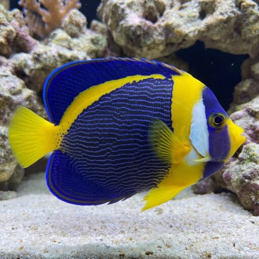 Scribbled Angelfish (Chaetodontoplus duboulayi) adult displaying vibrant blue body with yellow trim and white face patch near coral reef