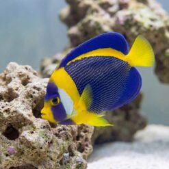 Scribbled Angelfish juvenile with vivid blue, yellow, and white wavy markings swimming near live rock in aquarium
