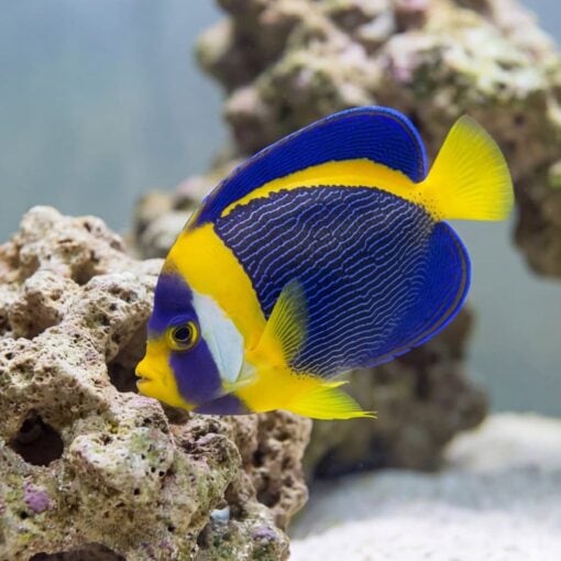 Scribbled Angelfish juvenile with vivid blue, yellow, and white wavy markings swimming near live rock in aquarium