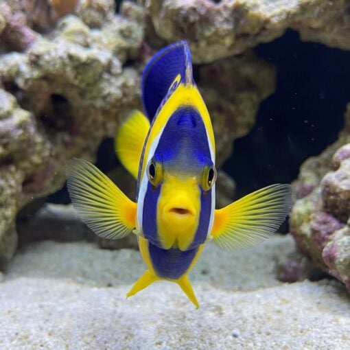 Scribbled Angelfish facing forward near coral reef, showcasing vivid blue and yellow striped pattern with pectoral fins spread