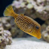 Scribbled Boxfish