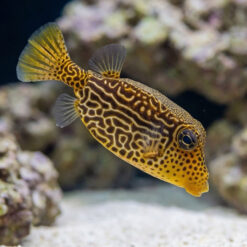Scribbled Boxfish
