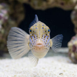 Alternative view of Scrawled Filefish
