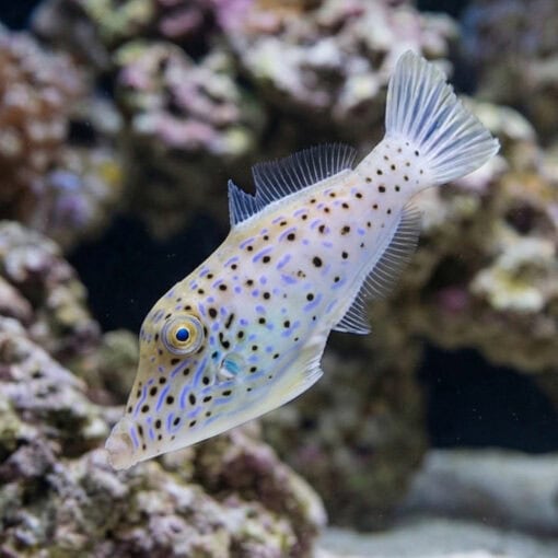 Scrawled Filefish - Image 3