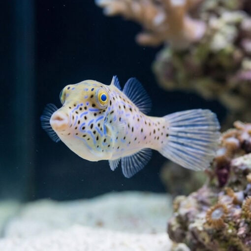 Scrawled Filefish - Image 4