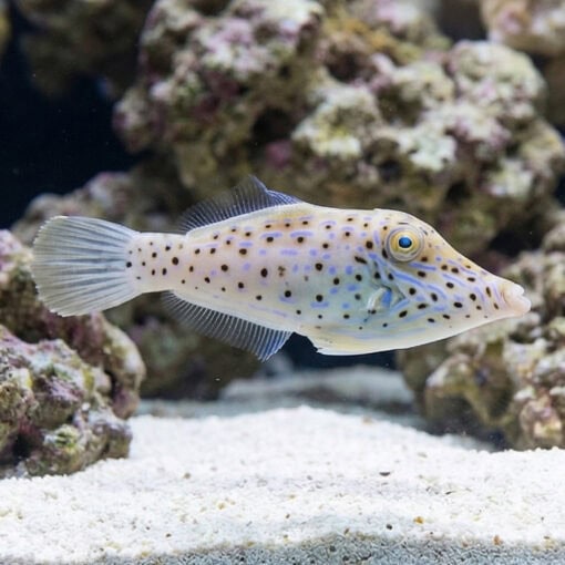 Scrawled Filefish - Image 5