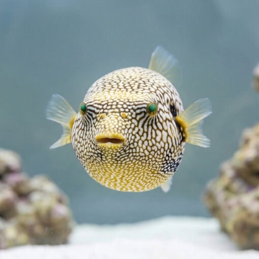 Map Puffer - Image 2